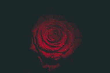 Koyu renkli güzel kırmızı gül ve çiğ damlaları.