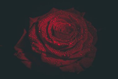 Koyu renkli güzel kırmızı gül ve çiğ damlaları.