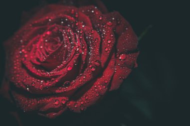 Koyu renkli güzel kırmızı gül ve çiğ damlaları.