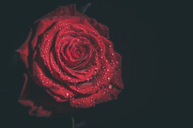 Koyu renkli güzel kırmızı gül ve çiğ damlaları.