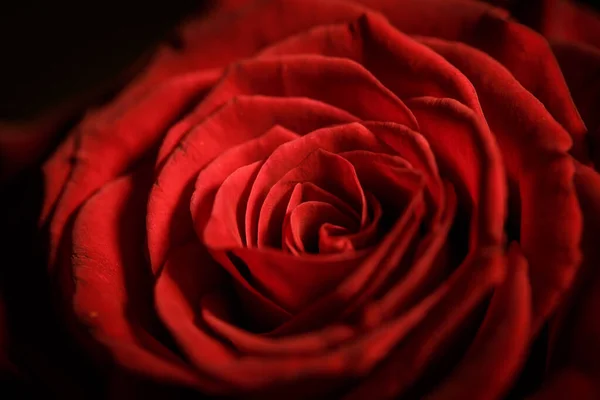 Όμορφο Κόκκινο Τριαντάφυλλο Σκούρα Χρώματα Κοντά — Φωτογραφία Αρχείου