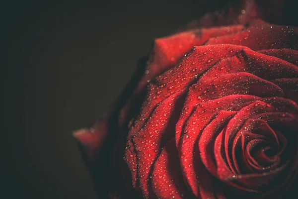 Beautiful Red Rose Dark Colors Dew Drops — Stock Photo, Image