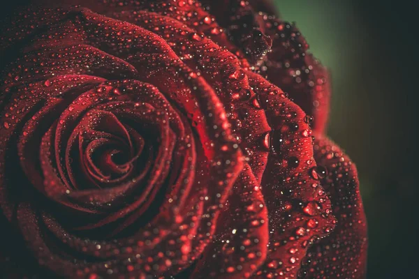 Mooie Rode Roos Donkere Kleuren Met Dauwdruppels — Stockfoto