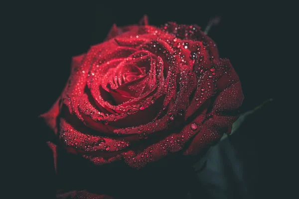 Beautiful Red Rose Dark Colors Dew Drops — Stock Photo, Image