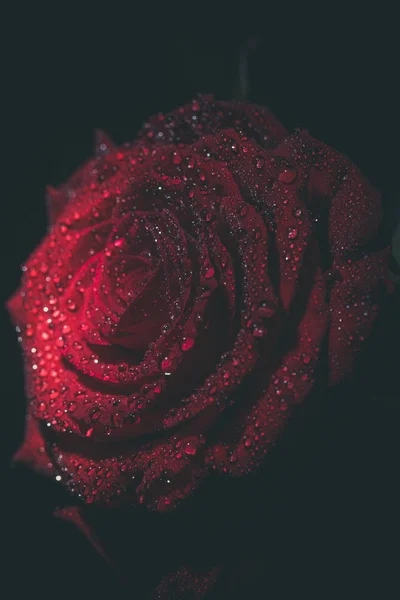 Mooie Rode Roos Donkere Kleuren Met Dauwdruppels — Stockfoto