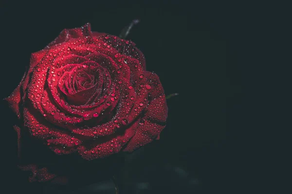 Hermosa Rosa Roja Colores Oscuros Con Gotas Rocío — Foto de Stock