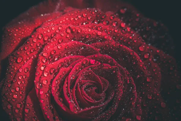 美丽的红玫瑰 色泽深沉 有露珠 — 图库照片