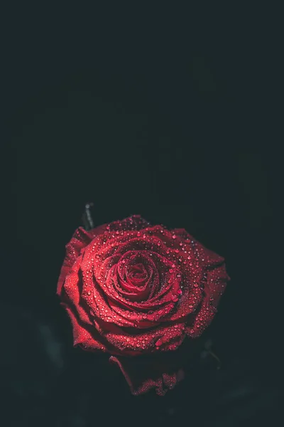 Rosa Vermelha Bonita Cores Escuras Com Gotas Orvalho — Fotografia de Stock