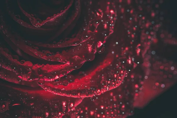Schöne Rote Rose Dunklen Farben Mit Tautropfen — Stockfoto