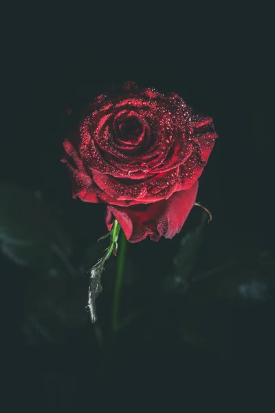 Belle Rose Rouge Aux Couleurs Foncées Avec Gouttes Rosée — Photo