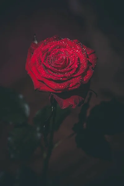 Hermosa Rosa Roja Colores Oscuros Con Gotas Rocío — Foto de Stock