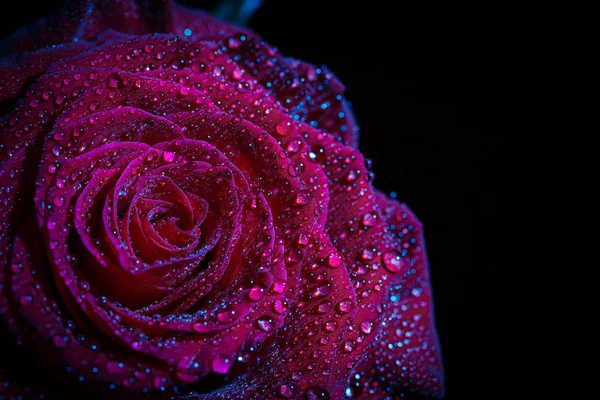 Gyönyörű Vörös Rózsa Sötét Színekben Harmatcseppekkel — Stock Fotó