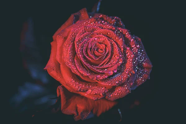 Hermosa Rosa Roja Colores Oscuros Con Gotas Rocío — Foto de Stock