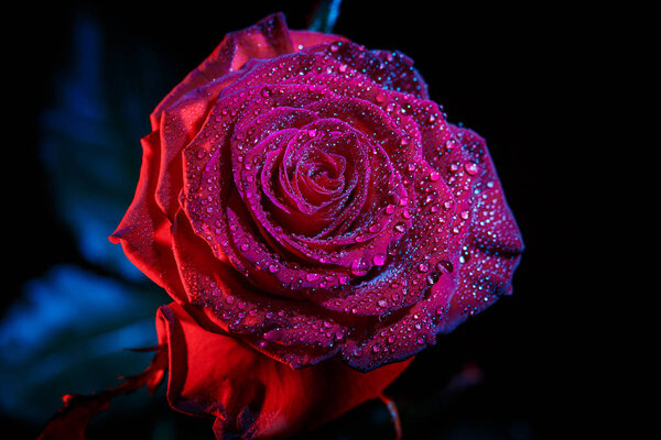 Beautiful red rose in dark colors with dew drops.