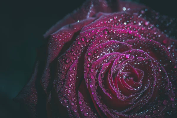 Hermosa Rosa Roja Colores Oscuros Con Gotas Rocío — Foto de Stock