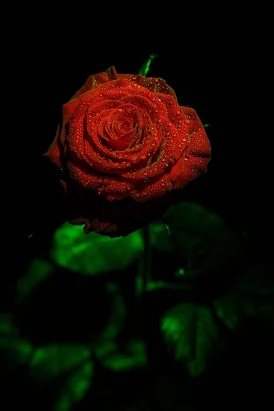 Rosa Vermelha Bonita Cores Escuras Com Gotas Orvalho — Fotografia de Stock
