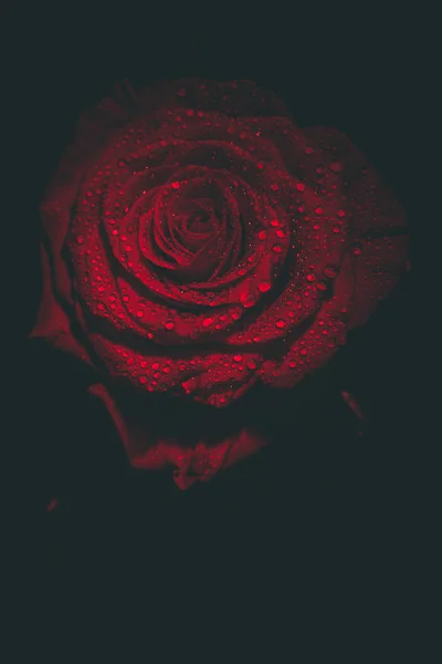 Krásná Červená Růže Tmavých Barvách Kapkami Rosy — Stock fotografie
