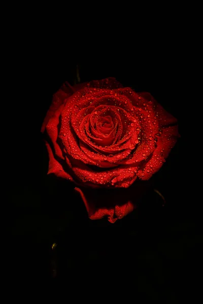 Красива Червона Троянда Темних Тонах Краплями Роси — стокове фото