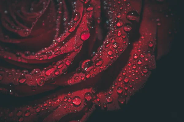 Hermosa Rosa Roja Colores Oscuros Con Gotas Rocío —  Fotos de Stock