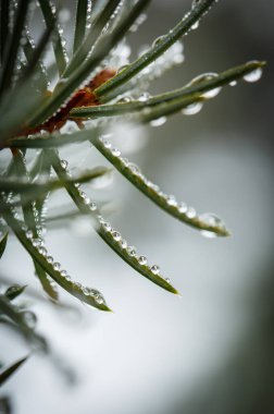 Noel ağacının iğnelerinin üzerindeki çiy damlaları Sonbaharda sabah yağmurundan sonra