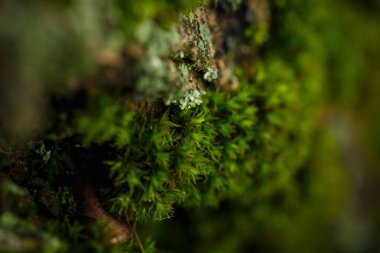 Ağaç kabuğunda yeşil yosun soğuk sonbahar sabahı
