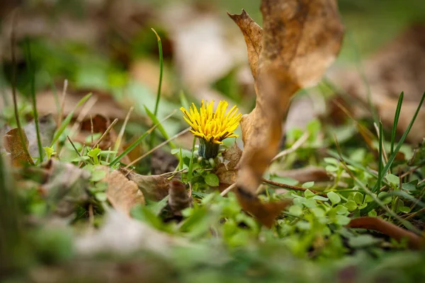 Sarı Karahindiba Sabah Çiğ Tanesinden Sonra Yeşil Çimlerde — Stok fotoğraf