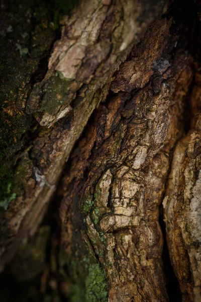 Зеленый Мох Коре Дерева Холодным Осенним Утром — стоковое фото