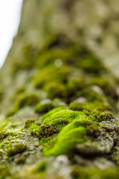 Πράσινα Βρύα Στο Φλοιό Των Δέντρων Κρύο Πρωί Φθινόπωρο — Φωτογραφία Αρχείου