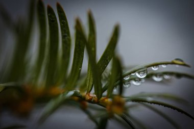 Noel ağacının iğnelerinin üzerindeki çiy damlaları Sonbaharda sabah yağmurundan sonra