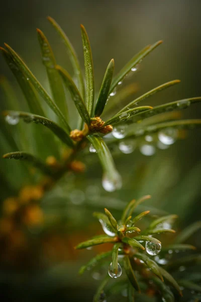 Gotas Orvalho Nas Agulhas Uma Árvore Natal Após Chuva Matinal — Fotografia de Stock