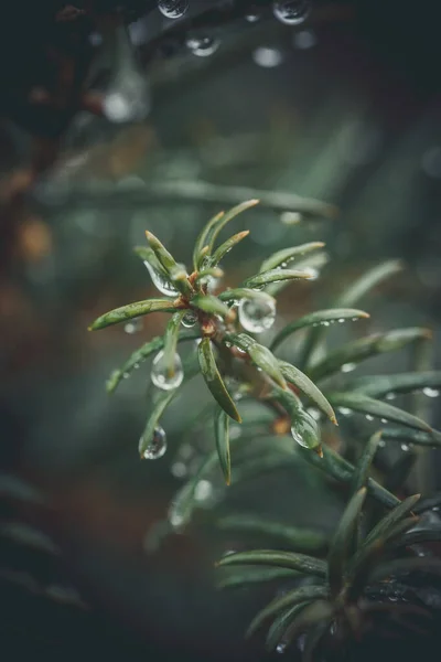 Gotas Orvalho Nas Agulhas Uma Árvore Natal Após Chuva Matinal — Fotografia de Stock