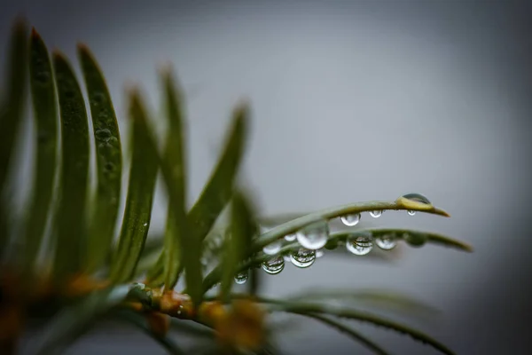 Gotas Orvalho Nas Agulhas Uma Árvore Natal Após Chuva Matinal — Fotografia de Stock