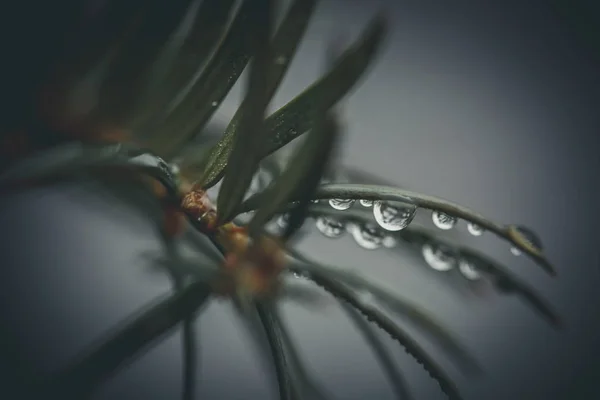 Gotas Orvalho Nas Agulhas Uma Árvore Natal Após Chuva Matinal — Fotografia de Stock