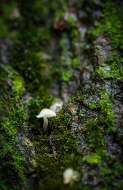 Yeşil yosunların yakınındaki ağaçta küçük porcini mantarları.