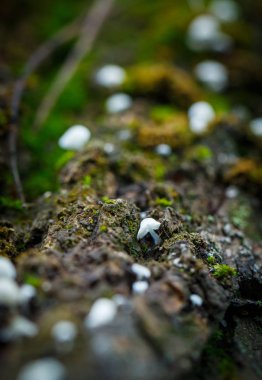 Yeşil yosunların yakınındaki ağaçta küçük porcini mantarları.