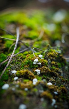 Yeşil yosunların yakınındaki ağaçta küçük porcini mantarları.
