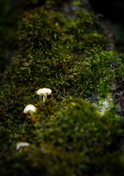 Small Porcini Mushrooms Tree Green Moss Very Close — Stock Photo, Image