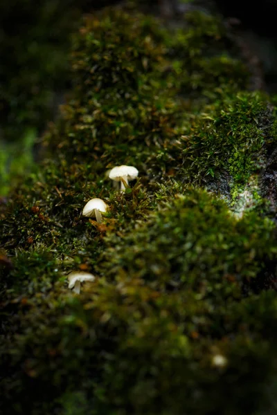 靠近绿色苔藓的树上有小蘑菇 — 图库照片