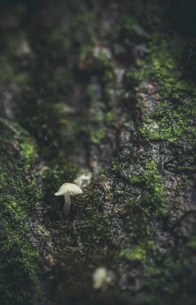 Małe Grzybki Porcini Drzewie Pobliżu Zielonego Mecha Bardzo Blisko — Zdjęcie stockowe