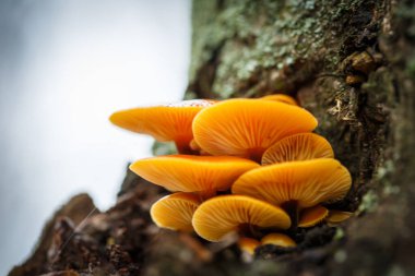 Sonbaharda ağaç kabuğunda küçük sarı mantarlar