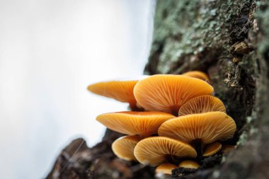 Sonbaharda ağaç kabuğunda küçük sarı mantarlar