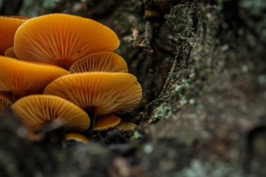 Sonbaharda ağaç kabuğunda küçük sarı mantarlar