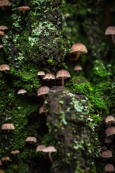 Many small mushrooms on the bark of a tree and green moss.