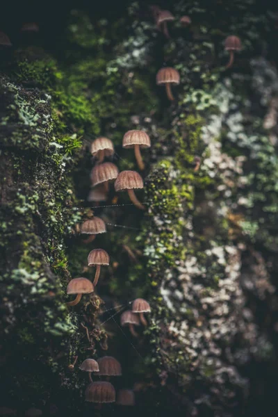 Muchas Setas Pequeñas Corteza Del Árbol Musgo Verde — Foto de Stock