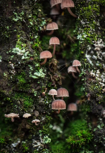 Many Small Mushrooms Bark Tree Green Moss — Stock Photo, Image