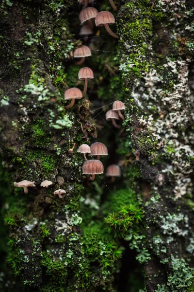 Nombreux Petits Champignons Sur Écorce Arbre Mousse Verte — Photo