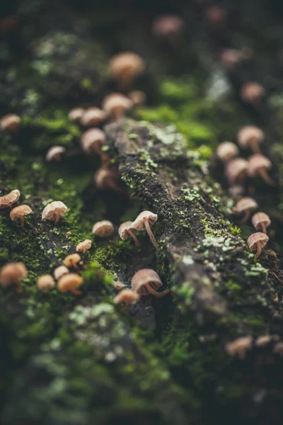 树皮上的许多小蘑菇和绿色苔藓 — 图库照片