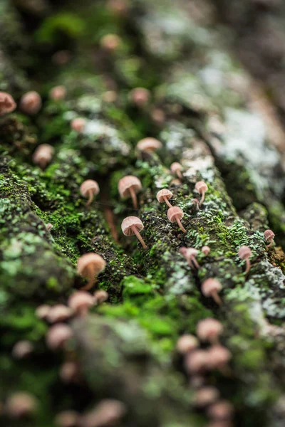 Nombreux Petits Champignons Sur Écorce Arbre Mousse Verte — Photo