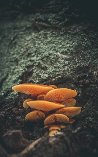 Small Yellow Mushrooms Tree Bark Autumn — Stock Photo, Image