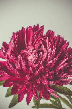 Güzel ve narin kırmızı kasımpatılar. Çiğ taneleri çok yakında.